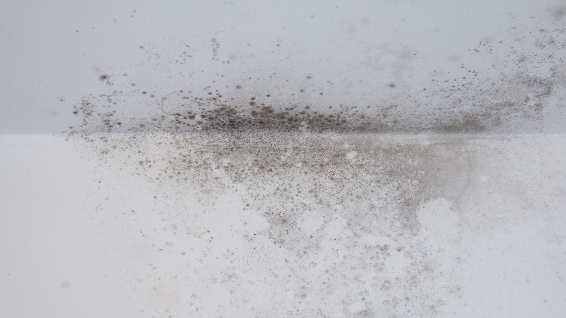 pleśń w domu na ścianie i suficie